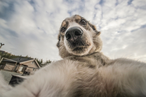 Husky Selfies | How Far From Home