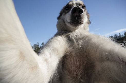 Husky Selfies | How Far From Home